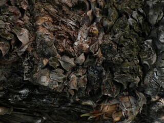 Close up of the bark of a tree