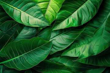 Tropical leaves, abstract green leaves texture, nature background. Close-up tree leaf background.