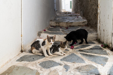 Ein Bummel durch Chora