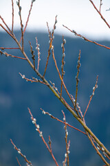 willow branches in springtime with mountains in the background