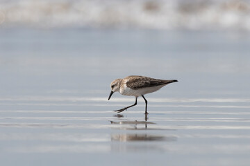 Little stint (Calidris minuta or Erolia minuta), a very small wader, observed at Akshi Beach in Alibag, Maharashtra, India
