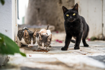 Ein Bummel durch Chora