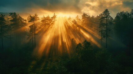 Naklejka na ściany i meble Misty Forest Sunrise. Golden sunrise rays filter through the mist in a dense forest. Resplendent.