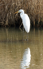 Silberreiher