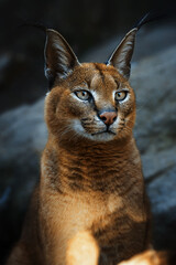 Caracal (Caracal caracal) detail portrait
