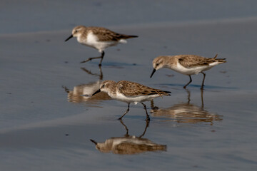 Little stint (Calidris minuta or Erolia minuta), a very small wader, observed at Akshi Beach in Alibag, Maharashtra, India