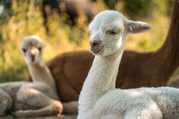 Obraz premium Cute white baby alpaca in herd of small and adult alpacas on summer outdoor farm