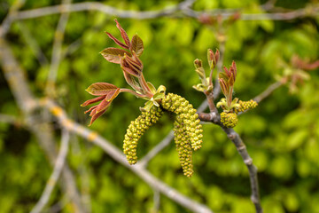 Flowering walnut early spring