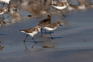 Little stint (Calidris minuta or Erolia minuta), a very small wader, observed at Akshi Beach in Alibag, Maharashtra, India