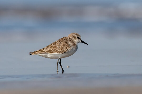 Little stint (Calidris minuta or Erolia minuta), a very small wader, observed at Akshi Beach in Alibag, Maharashtra, India
