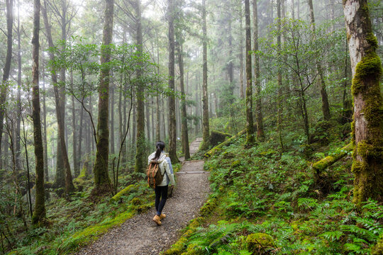 Woman go hiking in foggy mist forest