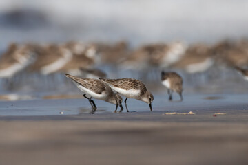 Little stint (Calidris minuta or Erolia minuta), a very small wader, observed at Akshi Beach in Alibag, Maharashtra, India