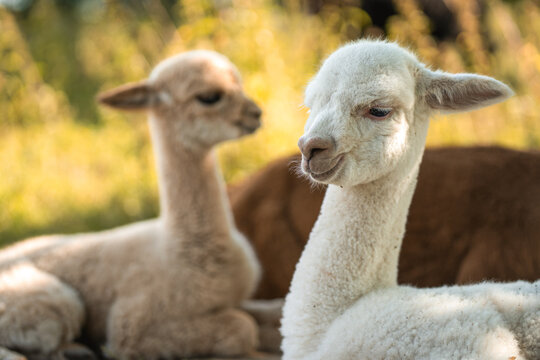 Cute baby alpacas lying on green grass together, funny young animals with friendly face
