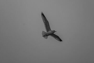 seagull in flight