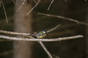 great tit, parus major,  is perching on a twig from a spruce tree at a sunny winter day