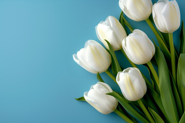 White tulips on a blue background, Valentine's day theme