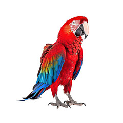 Scarlet macaw isolated on transparent background