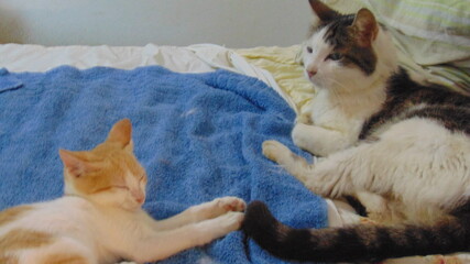 Deux chats allongés sur le lit