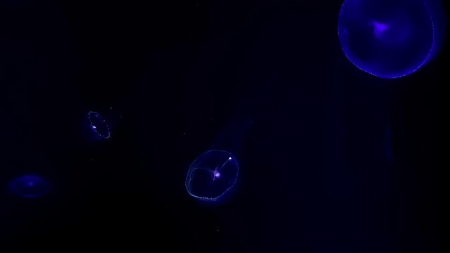 Owan kurage (crystal Jellyfish), 4K UHD