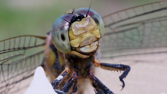 macro video of a dragonfly's face. huge reticulated compound eyes close up. 
detailed view of an insect