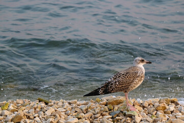 Seagull standing on the rock by the sea. Selective focus.