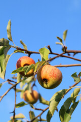 apples on a branch sky