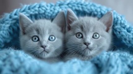 Obraz na płótnie Canvas two kittens with blue eyes are sitting in a blue blanket and looking at the camera with a surprised look on their faces, while they are looking at the camera.