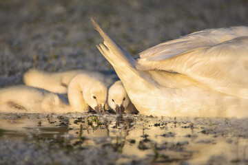 cygnets