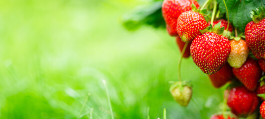 Harvesting of fresh ripe big organic red strawberry fruit in own garden. Banner with strawberry...
