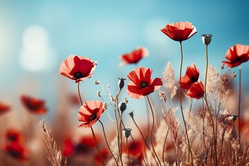 minimalistic design Anzac day banner. Dramatic Poppy flowers field