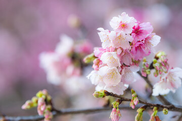 Pink sakura flower on the tree