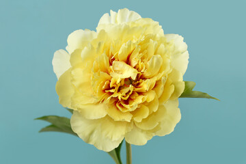 Bright yellow peony flower isolated on blue background.