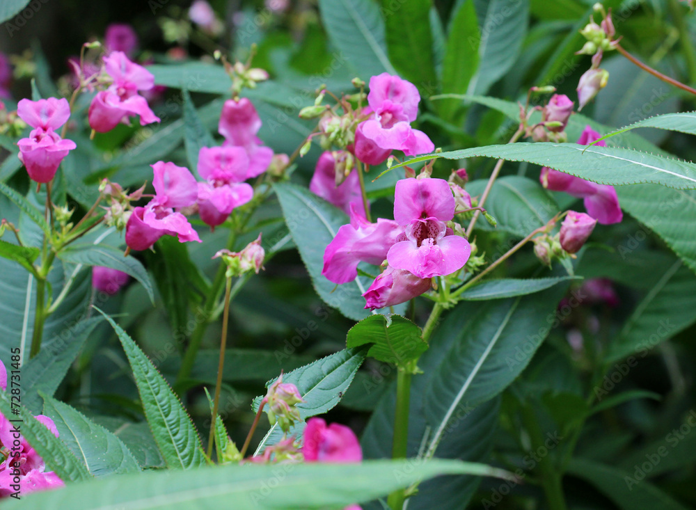 Poster impatiens glandulifera grows in the wild