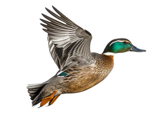 Obraz premium Duck mallard duck isolated on clear background