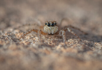 spider on the sand