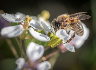 bee on a flower