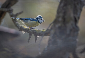a bird