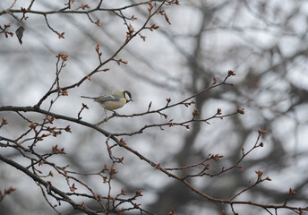 snow covered branches