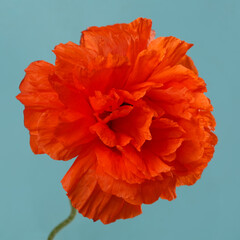 Bright orange decorative poppy flower isolated on blue background. - obrazy, fototapety, plakaty