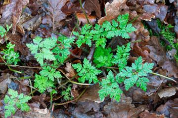 plant emerging from leaves in winter in the netherlands near epe