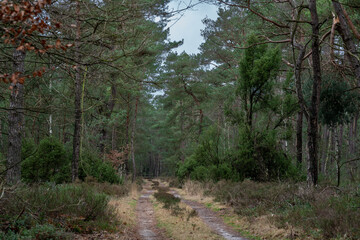 Old track through forest, previously a heathland area in The Netherlands near Epe