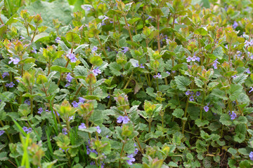 Glechoma hederacea blooms in nature in spring