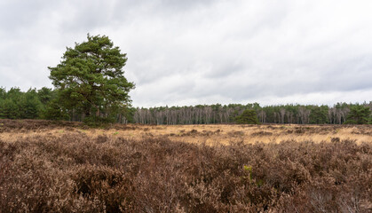 Tongerense Heide is a heathland near Epe in The Netherlands.