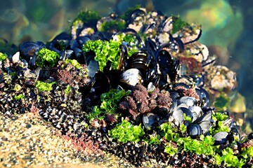A growth of shells, clams, mussels and sea plants on the pier wall visible at low tide