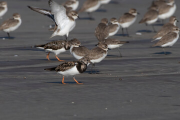 Ruddy turnstone (Arenaria interpres), a wading bird, observed at Akshi Beach in Alibag, Maharashtra, India