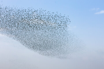 Flock of Starlings.2
