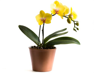 gelbe Orchidee im Topf isoliert auf weißen Hintergrund, Freisteller