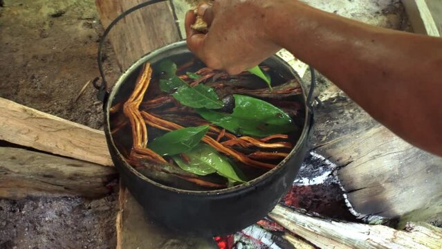 Making Ayawaska in the Ecuadorian Rainforest. The ingredients needed to make ayavasca are boiled in a cauldron on the hearth of the indigenous people of Ecuador.