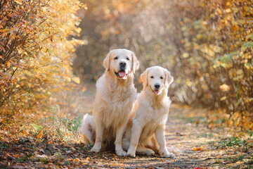 A golden retriever walks along a yellow alley in the park in autumn. Active recreation, playing with dogs. A family dog. Shelters and pet stores