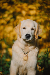 A golden retriever walks along a yellow alley in the park in autumn. Active recreation, playing with dogs. A family dog. Shelters and pet stores